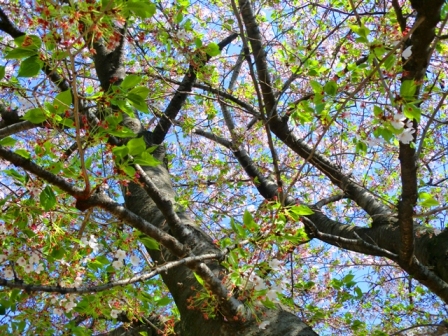 桜の木blog.JPG