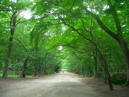 糺の森.JPG